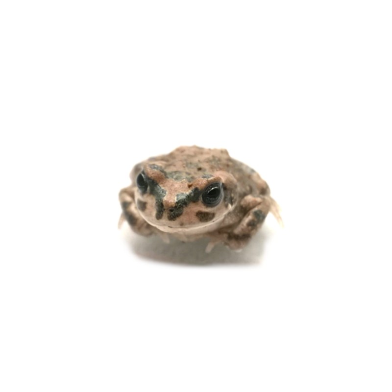 Ropuszka Barbarophryne brongersmai | Zwierzęta | Vantis Terra Ropuszka Barbarophryne brongersmai | Zwierzęta | Vantis Terra