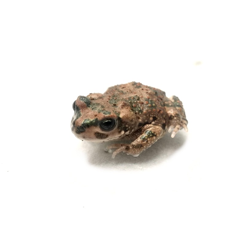 Ropuszka Barbarophryne brongersmai | Zwierzęta | Vantis Terra Ropuszka Barbarophryne brongersmai | Zwierzęta | Vantis Terra