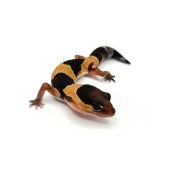 Gekon gruboogonowy (Hemitheconyx caudicinctus)