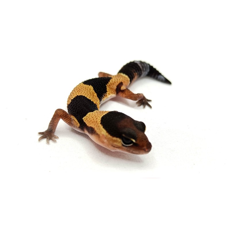 Gekon gruboogonowy (Hemitheconyx caudicinctus) | Strona główna | Vantis Terra Gekon gruboogonowy (Hemitheconyx caudicinctus) | Strona główna | Vantis Terra