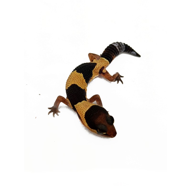 Gekon gruboogonowy (Hemitheconyx caudicinctus) | Strona główna | Vantis Terra Gekon gruboogonowy (Hemitheconyx caudicinctus) | Strona główna | Vantis Terra