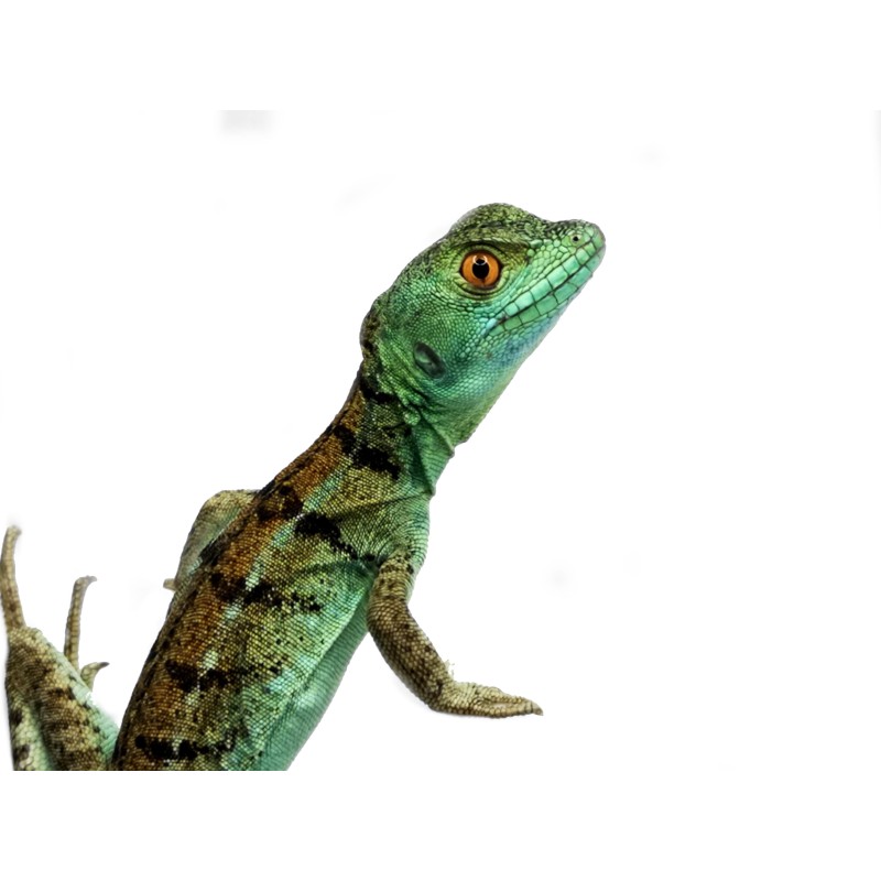 Bazyliszek płatkogłowy (Basiliscus plumifrons) - CB | Zwierzęta | Vantis Terra Bazyliszek płatkogłowy (Basiliscus plumifrons) - CB | Zwierzęta | Vantis Terra
