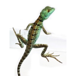 Bazyliszek płatkogłowy (Basiliscus plumifrons) - CB | Zwierzęta | Vantis Terra