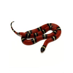 Lancetogł&oacute;w mleczny (Lampropeltis polyzona) ex Lampropeltis triangulum sinaloae