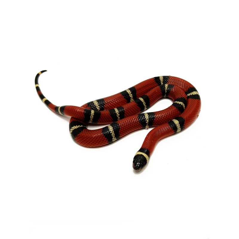Lancetogł&oacute;w mleczny (Lampropeltis polyzona) ex Lampropeltis triangulum sinaloae | Zwierzęta | Vantis Terra