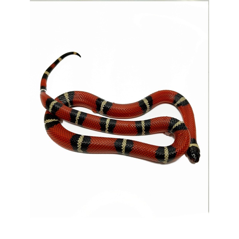 Lancetogł&oacute;w mleczny (Lampropeltis polyzona) ex Lampropeltis triangulum sinaloae | Zwierzęta | Vantis Terra