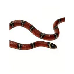 Lancetogł&oacute;w mleczny (Lampropeltis polyzona) ex Lampropeltis triangulum sinaloae | Zwierzęta | Vantis Terra