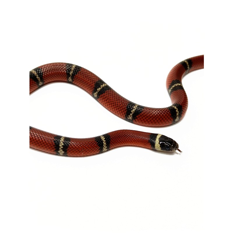 Lancetogł&oacute;w mleczny (Lampropeltis polyzona) ex Lampropeltis triangulum sinaloae | Zwierzęta | Vantis Terra