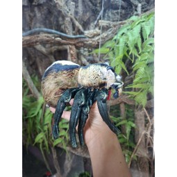 Pluszowy pająk Krzyżak Beppe 20cm