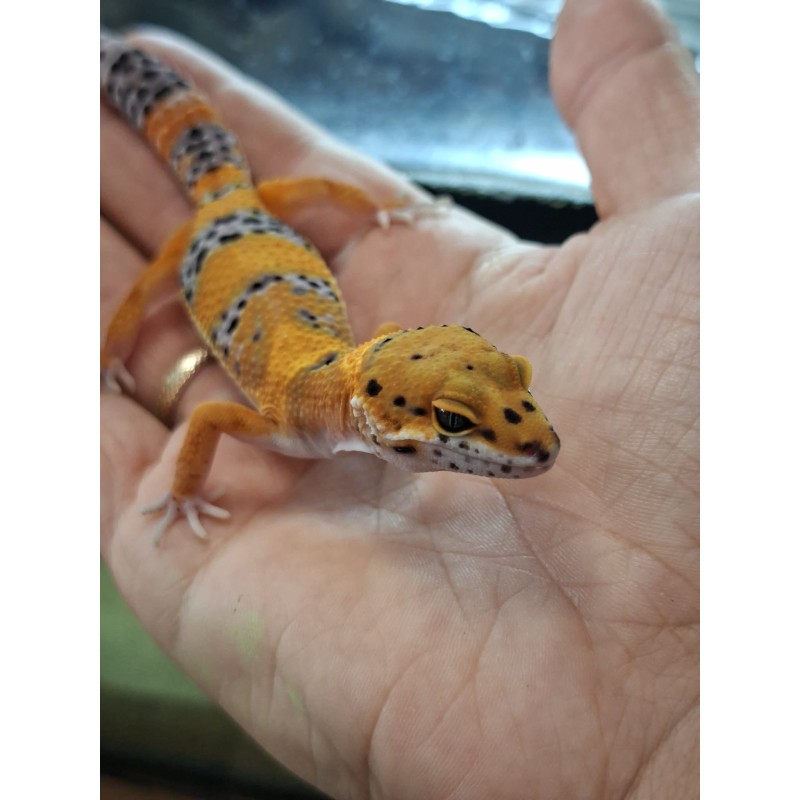 Eublefar lamparci / Gekon Lamparci (Eublepharis macularius) - Tangerine Mandarin Inferno - Samiec | Jaszczurki | Vantis Terra