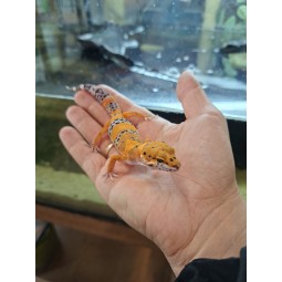 Eublefar lamparci / Gekon Lamparci (Eublepharis macularius) - Tangerine Mandarin Inferno - Samiec