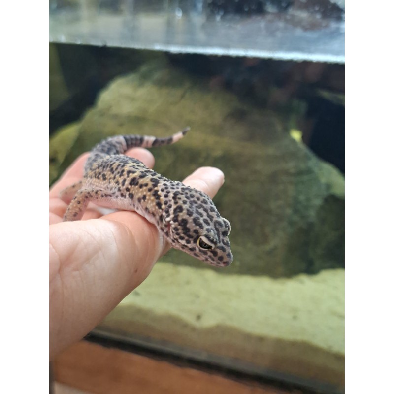 Eublefar lamparci / Gekon Lamparci (Eublepharis macularius) - Black Night poss Carbon 50% het Eclipse Bell  - samica | Jaszczurki | Vantis Terra
