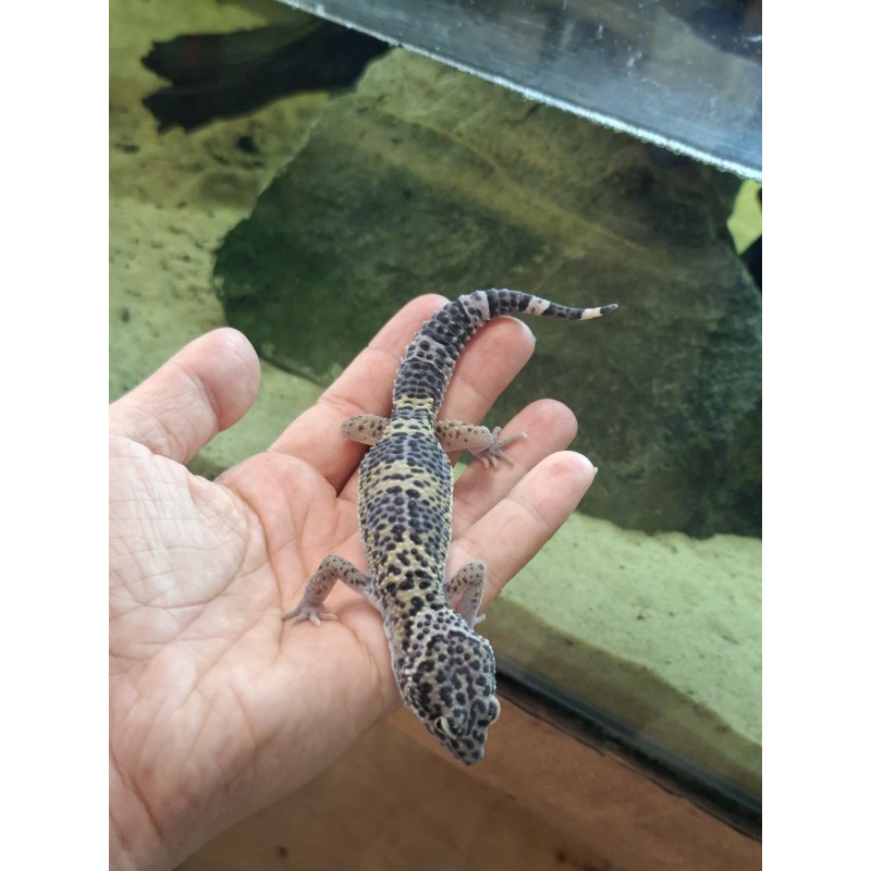 Eublefar lamparci / Gekon Lamparci (Eublepharis macularius) - Black Night poss Carbon 50% het Eclipse Bell  - samica | Jaszczurki | Vantis Terra