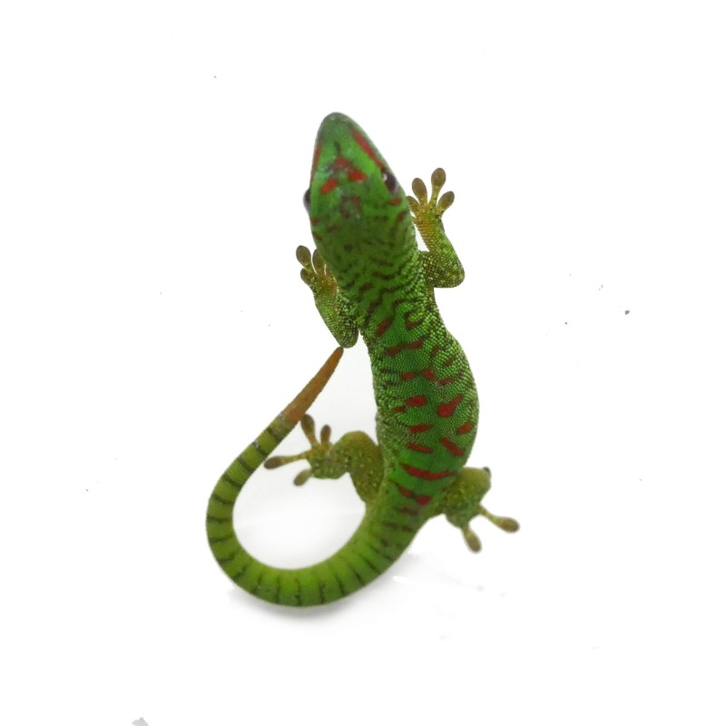 Felsuma madagaskarska (Phelsuma grandis) | Jaszczurki | Vantis Terra