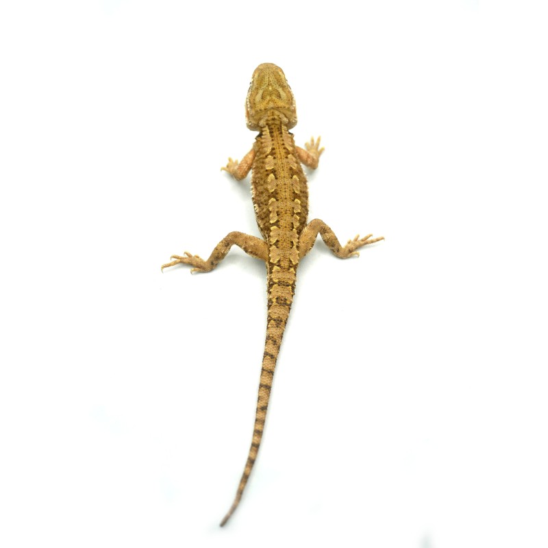 Agama karłowata (Pogona henrylawsoni) | Zwierzęta | Vantis Terra Agama karłowata (Pogona henrylawsoni) | Zwierzęta | Vantis Terra