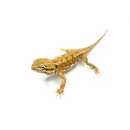 Agama karłowata (Pogona henrylawsoni)