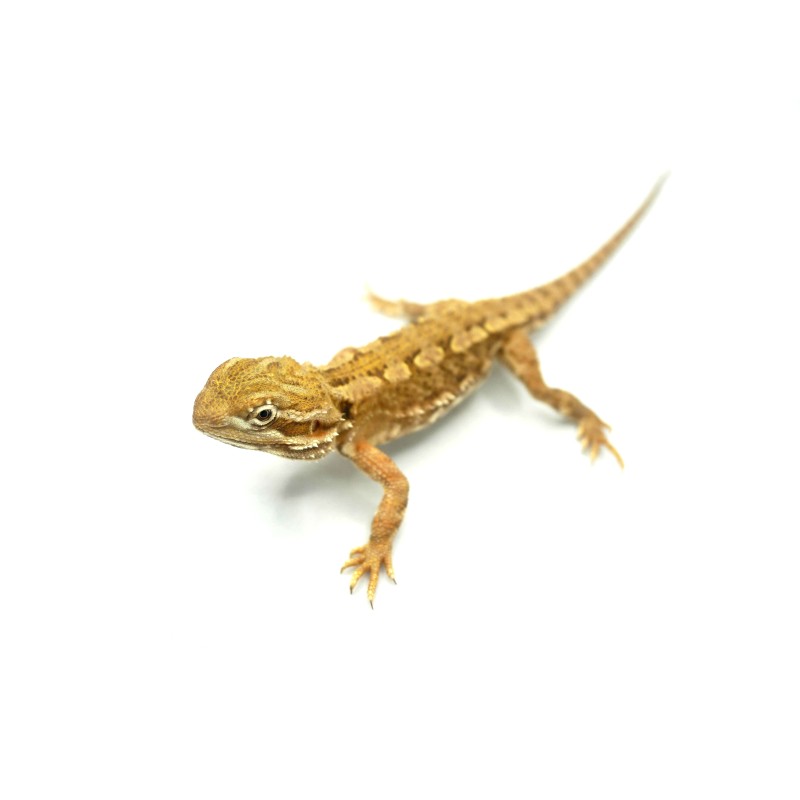 Agama karłowata (Pogona henrylawsoni) | Zwierzęta | Vantis Terra Agama karłowata (Pogona henrylawsoni) | Zwierzęta | Vantis Terra