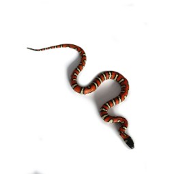 Lancetogłów (Lampropeltis abnorma) (ex. Lampropeltis triangulum stuarti)