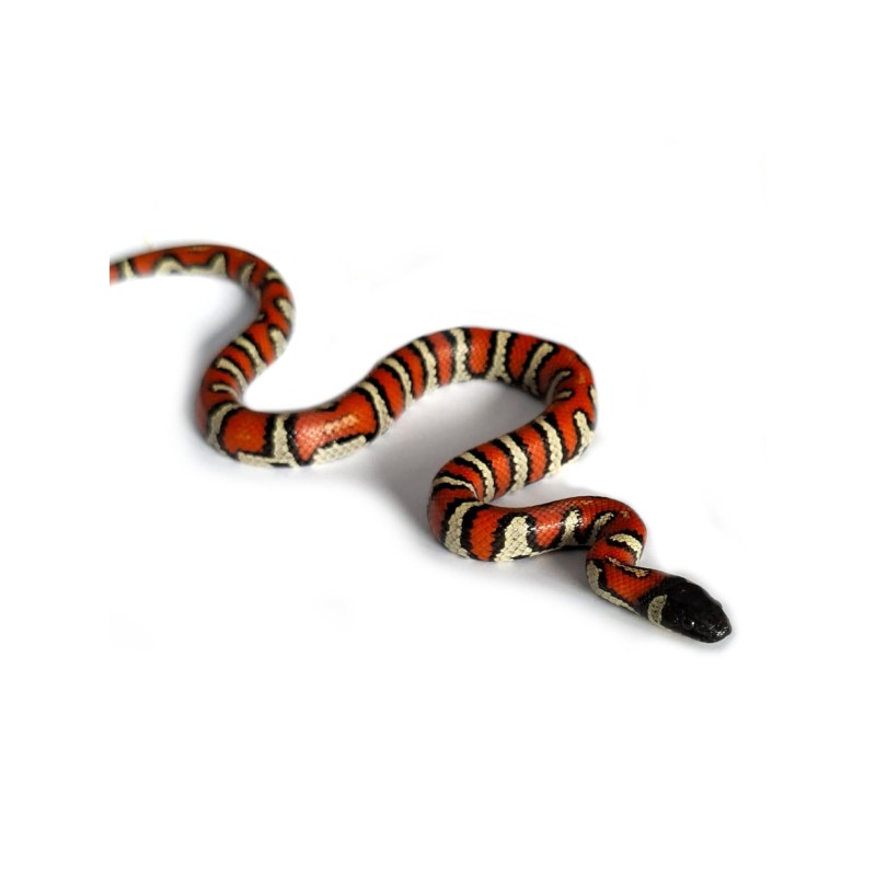 Lancetogł&oacute;w (Lampropeltis abnorma) (ex. Lampropeltis triangulum stuarti) | Zwierzęta | Vantis Terra
