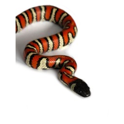 Lancetogł&oacute;w (Lampropeltis abnorma) (ex. Lampropeltis triangulum stuarti) | Zwierzęta | Vantis Terra