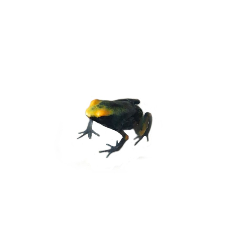 Drzewołaz malarski (Dendrobates tinctorius) "Tumucumaque" | Zwierzęta | Vantis Terra Drzewołaz malarski (Dendrobates tinctorius) "Tumucumaque" | Zwierzęta | Vantis Terra