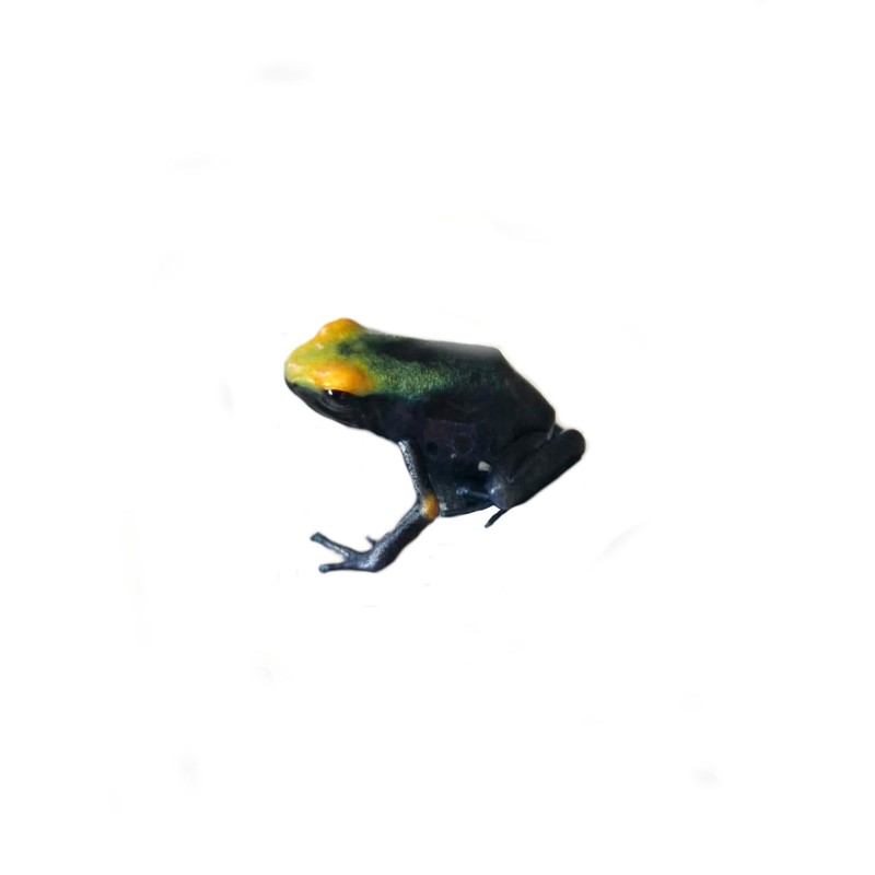 Drzewołaz malarski (Dendrobates tinctorius) "Tumucumaque" | Zwierzęta | Vantis Terra Drzewołaz malarski (Dendrobates tinctorius) "Tumucumaque" | Zwierzęta | Vantis Terra