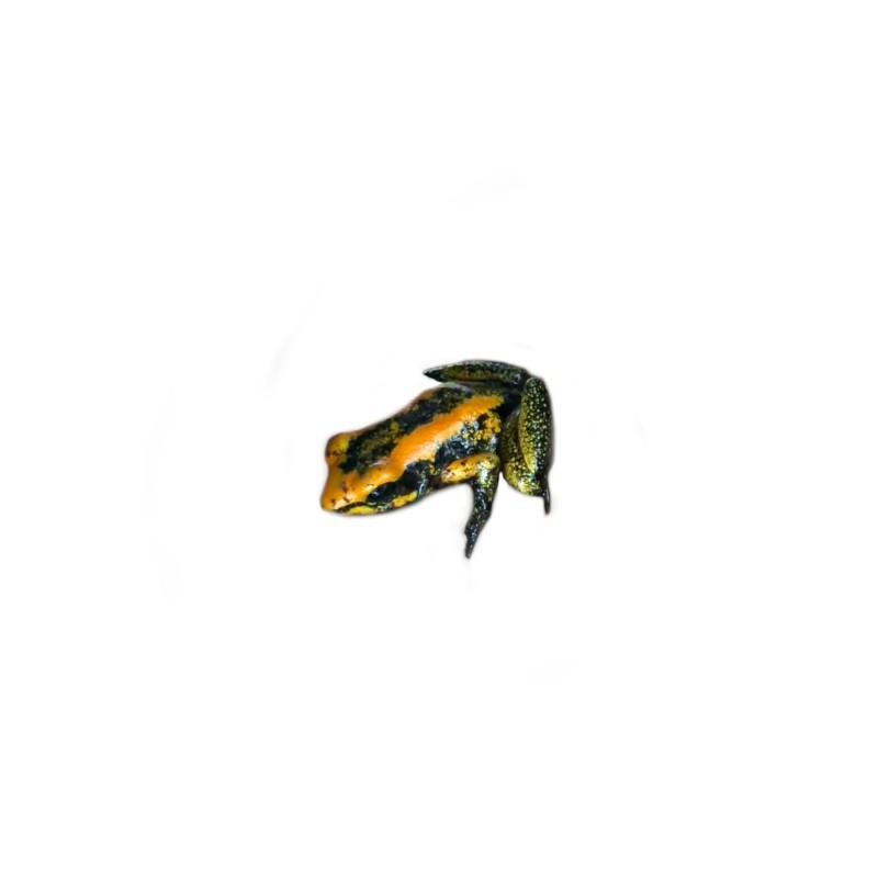 Liściołaz żółty (Phyllobates terribilis) | Zwierzęta | Vantis Terra Liściołaz żółty (Phyllobates terribilis) | Zwierzęta | Vantis Terra