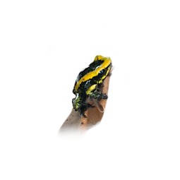 Liściołaz ż&oacute;łty (Phyllobates terribilis)