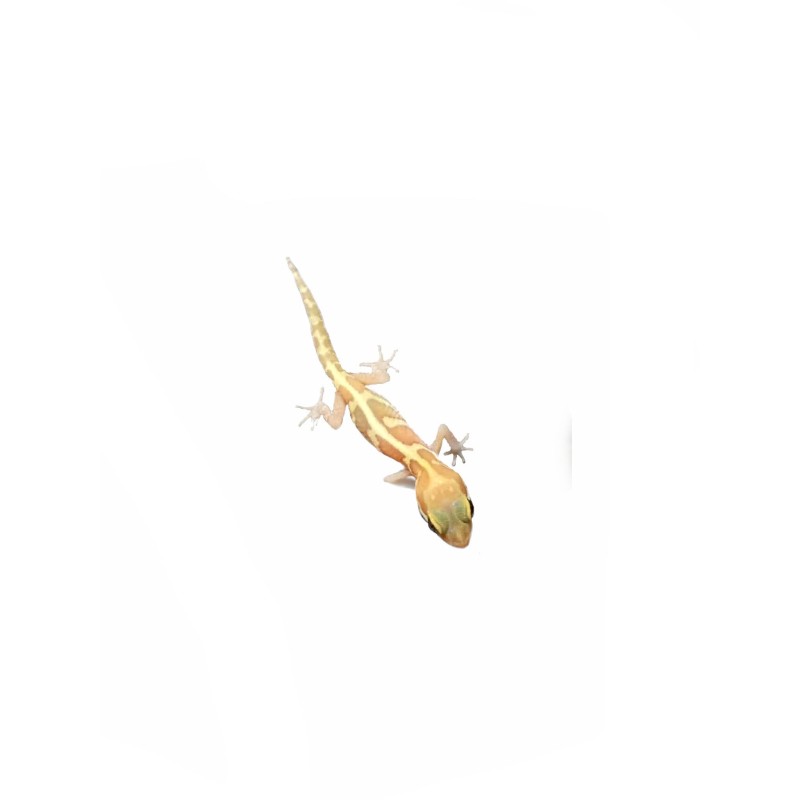 Gekon madagaskarski (Paroedura pictus) - Albino | Jaszczurki | Vantis Terra