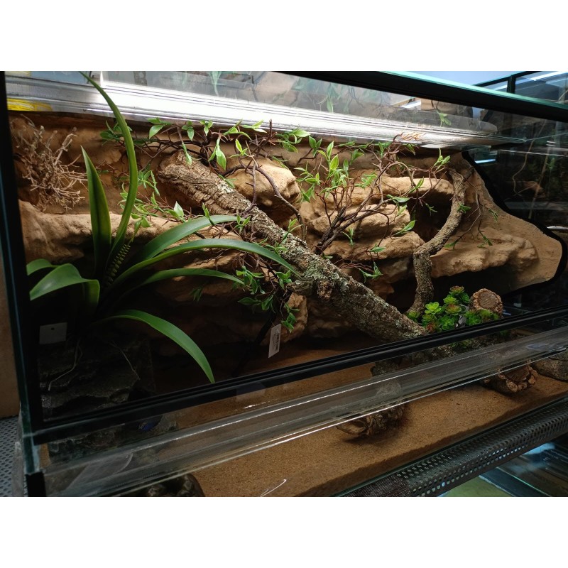 Terrarium z wystrojem na zam&oacute;wienie | Terraria | Vantis Terra