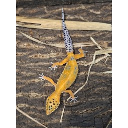Eublefar lamparci / Gekon Lamparci (Eublepharis macularius) - Green Tangerine  - samiec  nr.14
