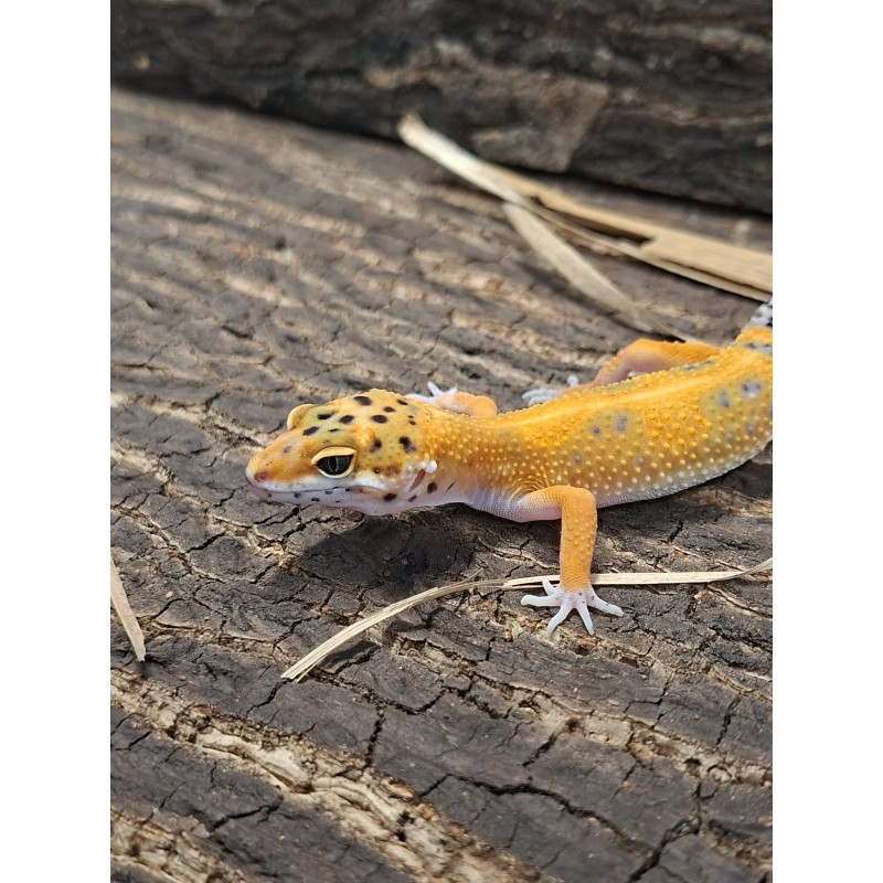 Eublefar lamparci / Gekon Lamparci (Eublepharis macularius) - Green Tangerine  - samiec  nr.14 | Jaszczurki | Vantis Terra