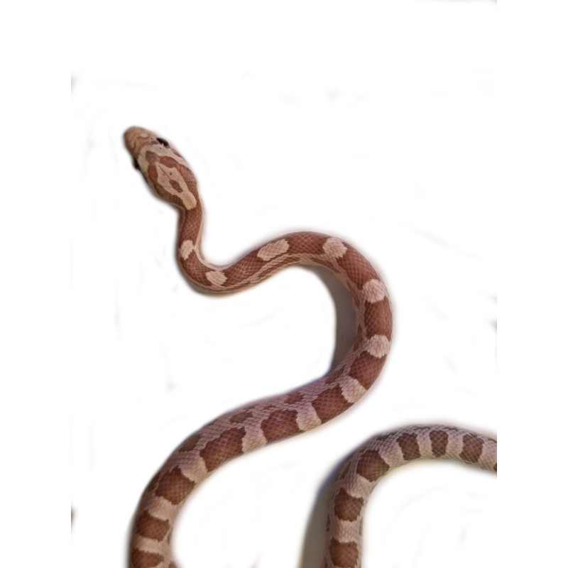 Wąż zbożowy (Pantherophis guttatus) - Ultramel anery - nr. 2 | Węże | Vantis Terra Wąż zbożowy (Pantherophis guttatus) - Ultramel anery - nr. 2 | Węże | Vantis Terra