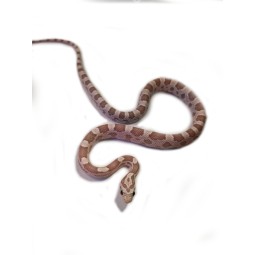 Wąż zbożowy (Pantherophis guttatus) - Ultramel anery - nr. 2