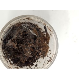 Chilobrachys huahini 3DC - samica