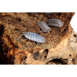 10x Porcellio spatulatus "Coros"
