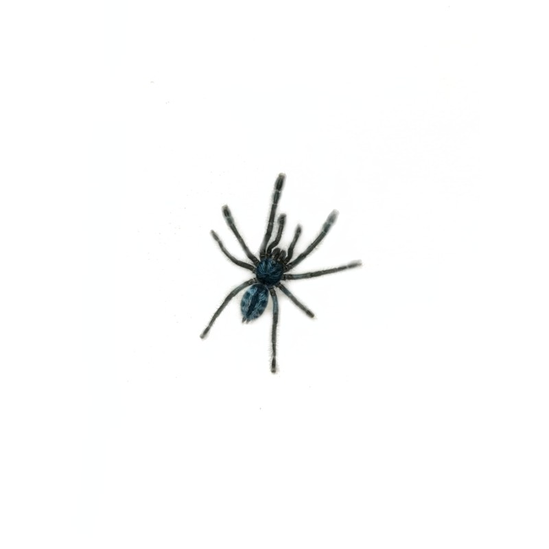 Caribena laeta 1,5DC | Ptaszniki | Vantis Terra