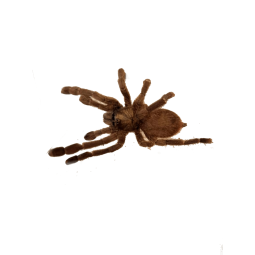 Caribena laeta 1,5DC