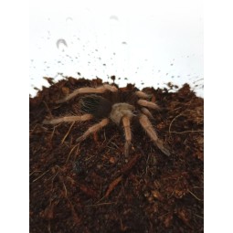 Brachypelma boehmei l5