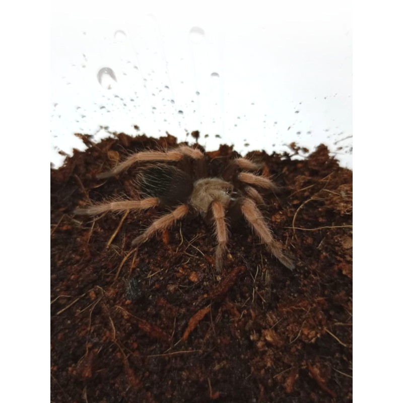 Brachypelma boehmei l5 | Ptaszniki | Vantis Terra Brachypelma boehmei l5 | Ptaszniki | Vantis Terra