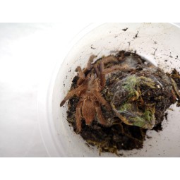 Chilobrachys sp. Blue Vietnam L2