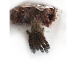 Pterinochilus murinus DCF Kigoma L2