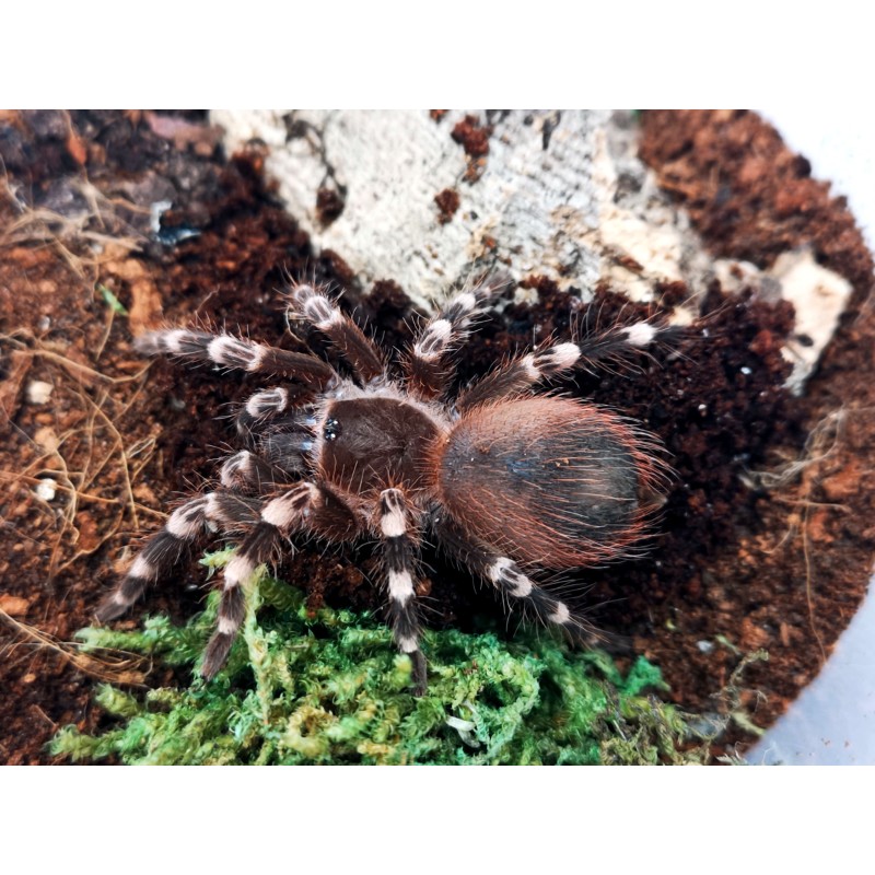 Acanthoscurria geniculata L3/4 | Pajęczaki | Vantis Terra Acanthoscurria geniculata L3/4 | Pajęczaki | Vantis Terra