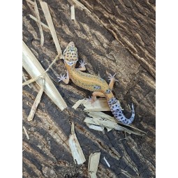 Eublefar lamparci / Gekon Lamparci (Eublepharis macularius) - Classic - ns nr.21