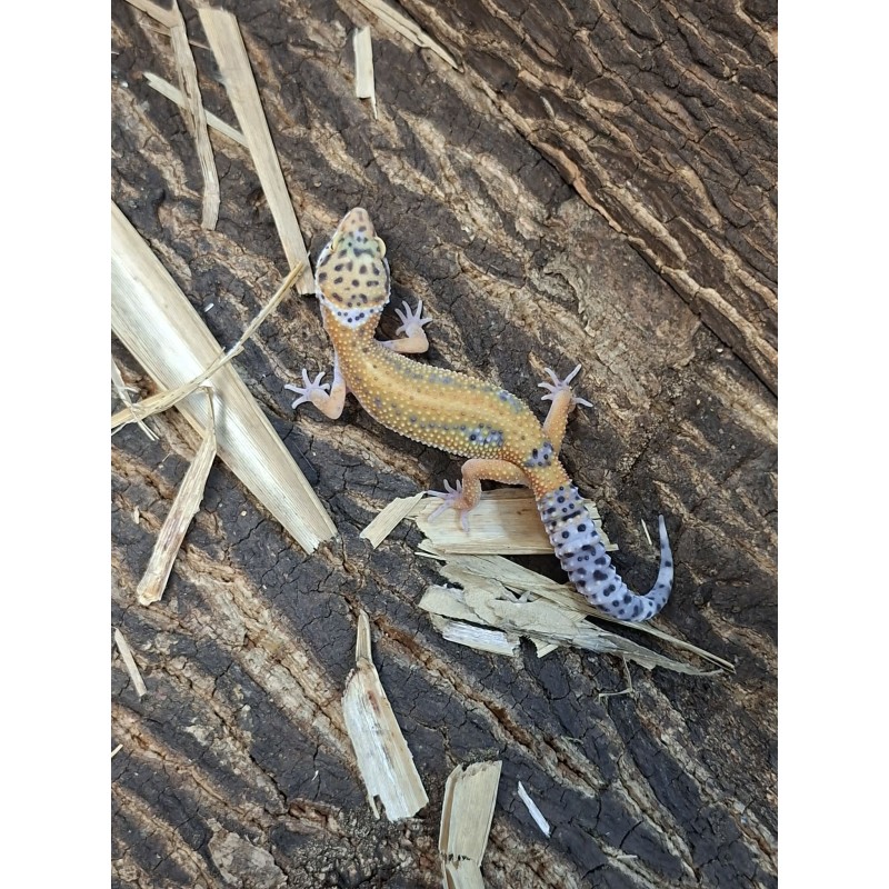 Eublefar lamparci / Gekon Lamparci (Eublepharis macularius) - Classic - ns nr.21 | Jaszczurki | Vantis Terra