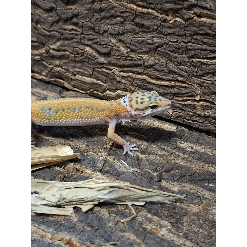 Eublefar lamparci / Gekon Lamparci (Eublepharis macularius) - Classic - ns nr.21 | Jaszczurki | Vantis Terra