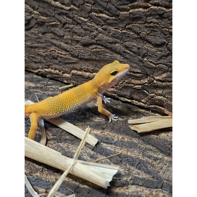 Eublefar lamparci / Gekon Lamparci (Eublepharis macularius) - Tanerine  - ns nr.18 | Jaszczurki | Vantis Terra