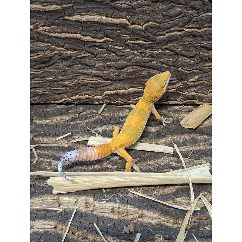 Eublefar lamparci / Gekon Lamparci (Eublepharis macularius) - Tanerine  - ns nr.18 | Jaszczurki | Vantis Terra