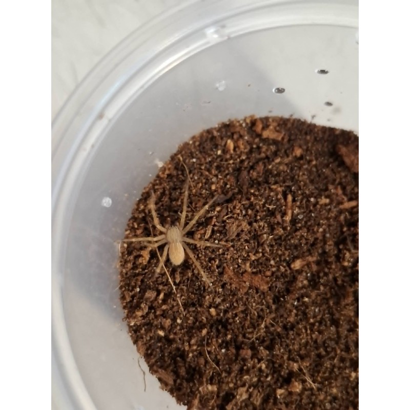 Cupiennius salei L3 | Zwierzęta | Vantis Terra Cupiennius salei L3 | Zwierzęta | Vantis Terra