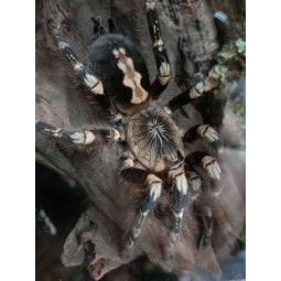 Poecilotheria subfusca lowland L3